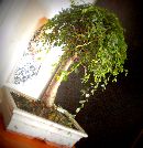 Άβαταρ μέλους