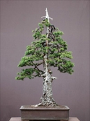 Άβαταρ μέλους