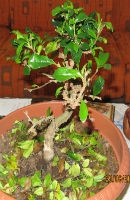 Άβαταρ μέλους