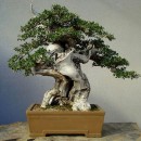 Άβαταρ μέλους