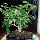 Άβαταρ μέλους