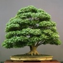 Άβαταρ μέλους