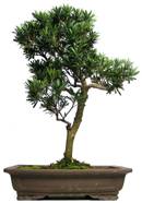 Άβαταρ μέλους